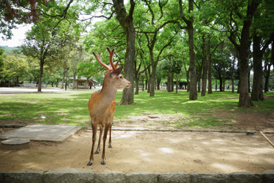 nara2017-7-13.jpg