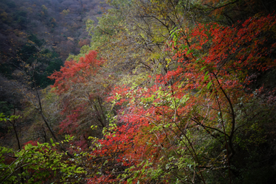 sada-yama2018-11-016.jpg