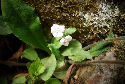 sada-yama2018-3-22.jpg